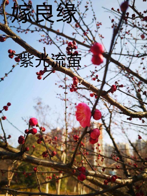 嫁良缘吃个砂糖橘 嫁良缘吃个砂糖橘